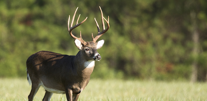 Whitetail Deer Calls Discount Code April 2024 30 Off   Whitetail Deer Calls Discount Code 